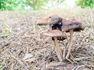 Family of inedible mushrooms in the park
