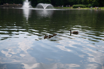 duck with small ducklings swims in the pond