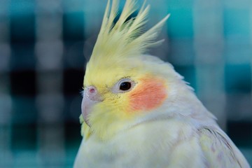 cockatiel