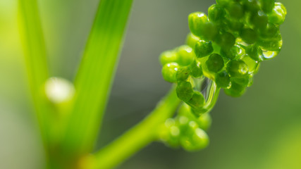Green grapes with the water drops in the hungarian vineyard
