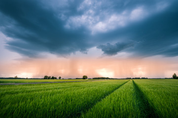 Impressive thunderstorm over a barley field in summer time. Dark storm clouds covering the rural...