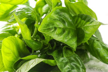 fresh basil leaves