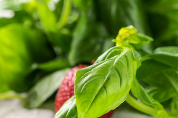 fresh basil leaves