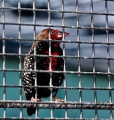 bird in cage