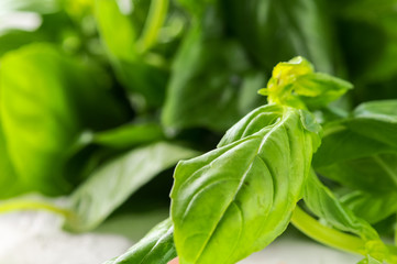 fresh basil leaves