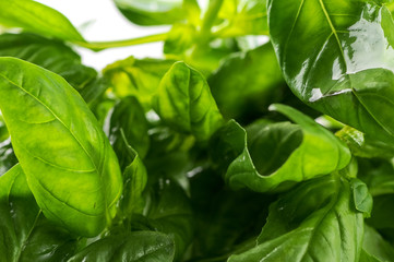 fresh basil leaves