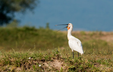 Obraz premium Spoonbill bird with open bill 