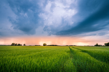 Impressive thunderstorm over a barley field in summer time. Dark storm clouds covering the rural landscape. Intense rain shower in distance. Motion created by windy weather. 