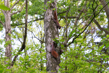 family of squirrels on the tree