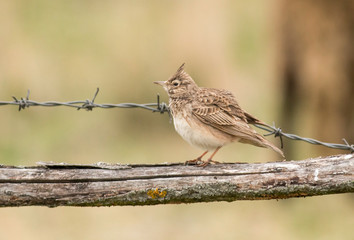 Crested lark