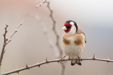 Goldfinch bird perch on stick