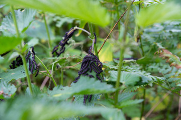 close up on butterfly larva eating a leaf