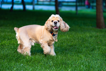 Cute dog jump in grass and play