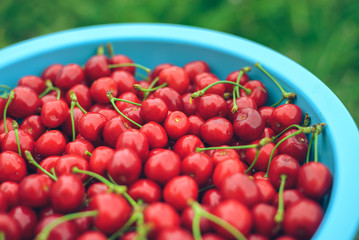 Fresh sweet red cherry texture. Ripe sweet cherry. Summer berry. Garden harvest. Fresh berries. Harvest of sweet cherries. Ripe red cherry close-up.