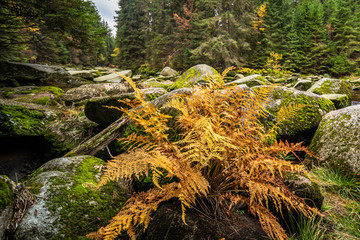 river Vydra in Sumava mountains czech republic.