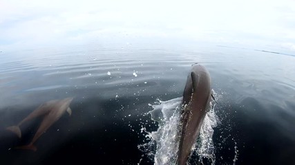 Spinner dolphins in the tropical pacific ocean join a boat, play and ride the bow wave