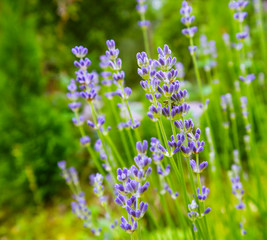 Soft focus on beautiful lavender flowers in summer garden