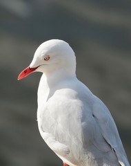 seagull on beach