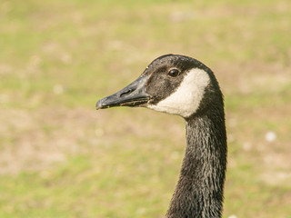 fascinating closeup of a wild goose