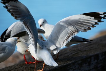 seagulls 