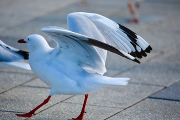 seagull on beach