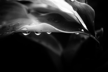 Droplet wallpaper