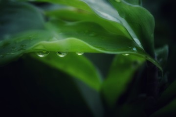 Fototapeta na wymiar water droplets on a leaf