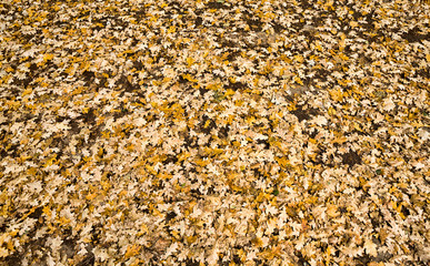 yellow dirty foliage
