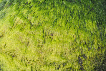 Green underwater grass on the rocks. Texture and Background