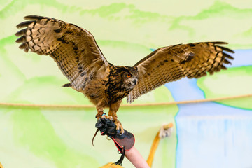 Barn owl on hand