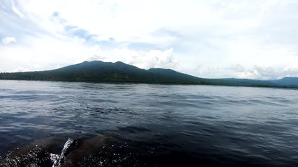 Spinner dolphins in the tropical pacific ocean join a boat, play and ride the bow wave