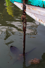 Close up of an old anchor in a water lowered from a boat