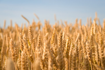 Fototapeta premium Big field of organic ripe wheat. Beautiful landscape of wheat growing on farm in the evening