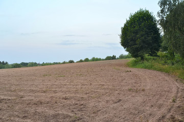 Plowed and sown field. Agriculture background.