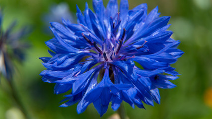 Blaue Blume