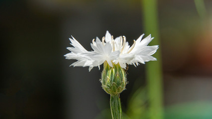 Wei&szlig;es Bl&uuml;mchen