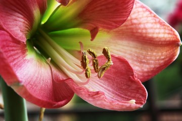 pink amaryllis flower close up