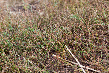 yellow grass in autumn