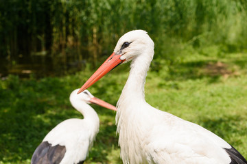 Two white storks near small swamp in countryside (Ciconia ciconia)