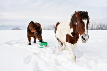 Brown and white horse walking on snow, another one in background eating from green plastic bucket