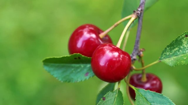 Organic Cherries in natural environment - (4K)