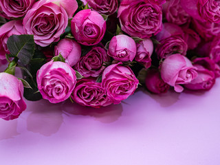 Pink roses on pink background. Copy space.