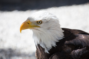 Aigle pêcheur ou Pygargue à tête blanche qui a grandit a été élevé au Donjon des Aigles à Beaucens dans les Hautes Pyrénées - France