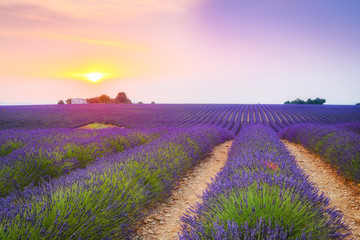 Fototapeta na wymiar colorful fields of lavender at valensole plateau, France