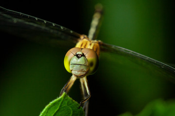 Dragonfly in nature.