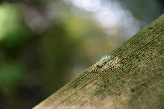 Yellow Moth Caterpillar Crossing the Bridge