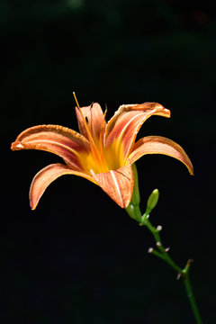 Single Orange Lily