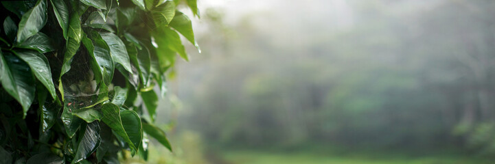 Thick green leaves covered with spider webs wet from morning dew, high resolution wide banner with...
