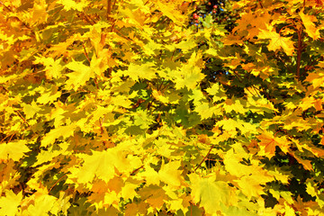 Sun shines on maple leaves coloured to yellow orange in autumn