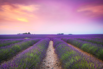 blooming lavender fields of france